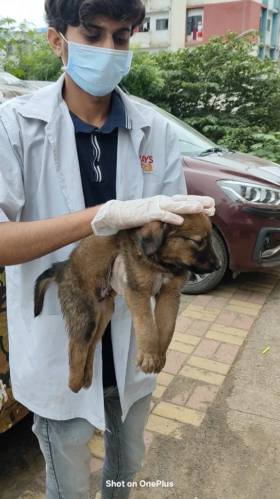 Always Care field work